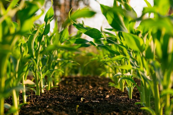 rows of planted veggies